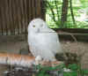 tiergarten_sr_2007_02.jpg (33149 Byte)