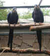 tiergarten_sr_2007_03.jpg (34695 Byte)