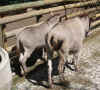 tiergarten_sr_2007_07.jpg (43916 Byte)