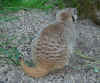 tiergarten_sr_2007_09.jpg (59498 Byte)