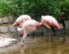tiergarten_sr_2007_10.jpg (46981 Byte)