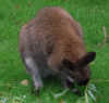 tiergarten_sr_2007_11.jpg (42131 Byte)