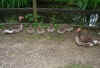 tiergarten_sr_2007_13.jpg (45695 Byte)
