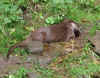 tiergarten_sr_2007_14.jpg (51336 Byte)