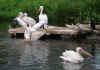 tiergarten_sr_2007_15.jpg (42195 Byte)
