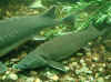 tiergarten_sr_2007_16.jpg (33866 Byte)